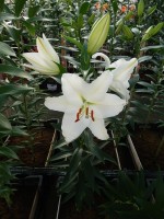 [5385 Salvetia VZ No02.JPG]